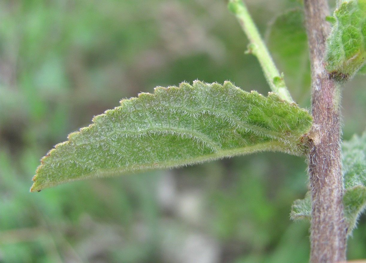 Image of Campanula bononiensis specimen.