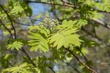 Sorbus aucuparia. Верхушка ветви с молодыми листьями и бутонизирующим соцветием. Ленинградская обл., Кингисеппский р-н, окр. дер. Урмизно близ охоторыболовной базы \"Динамо\", мыс Дубовский, берег Финского залива, опушка смешанного хвойно-лиственного леса. 18.05.2019.