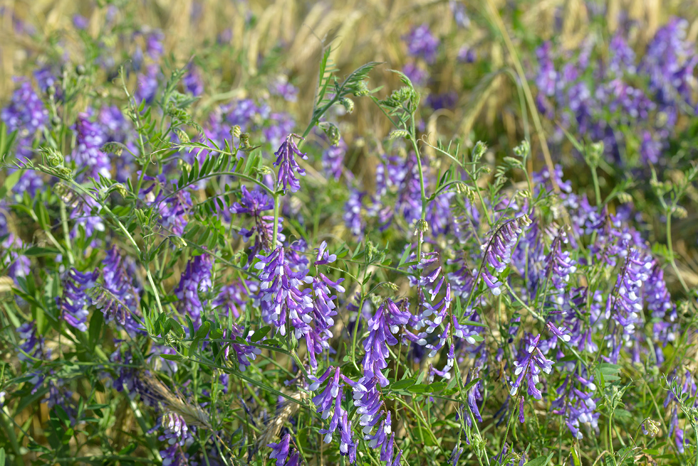 Image of Vicia villosa specimen.