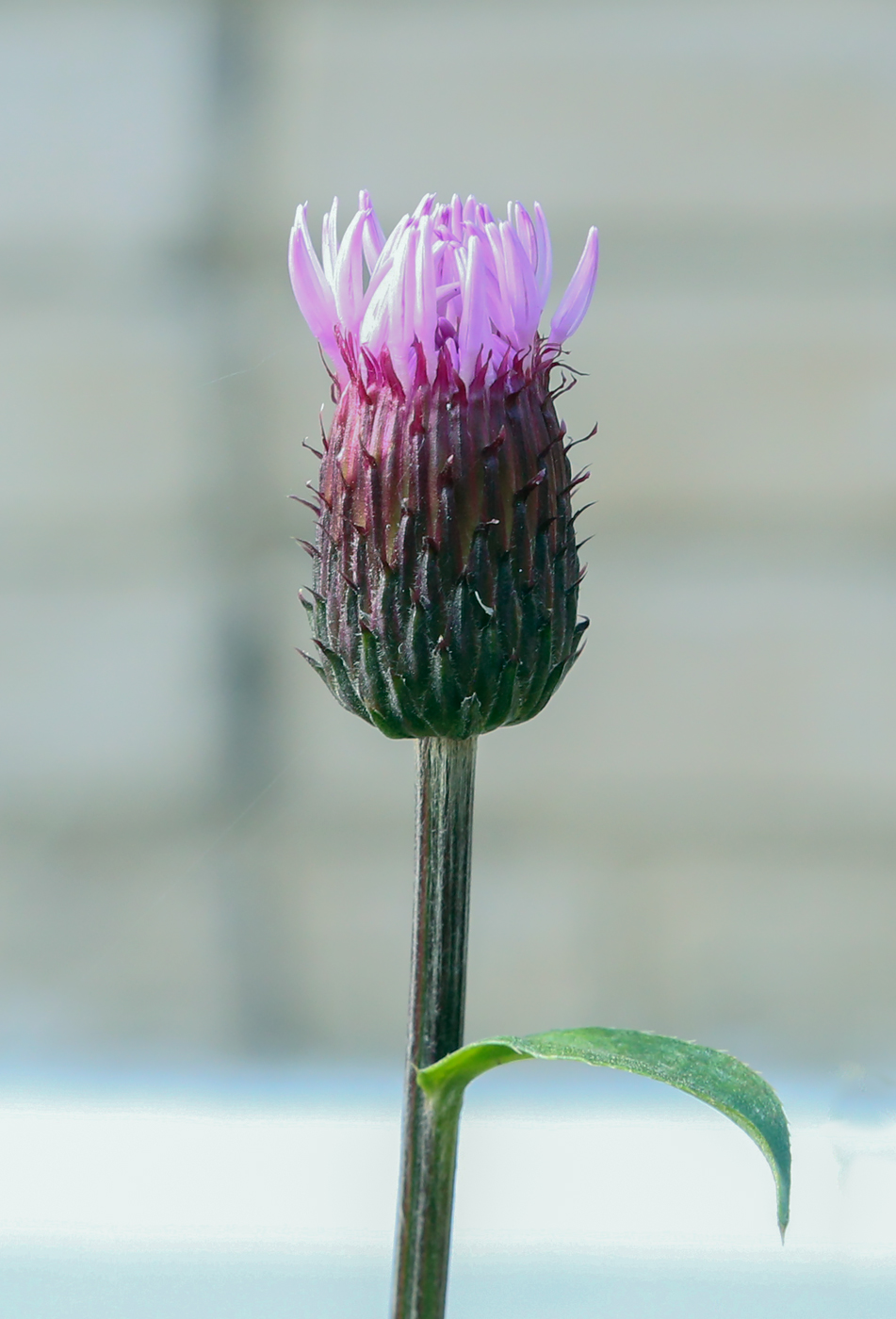 Изображение особи Cirsium setosum.