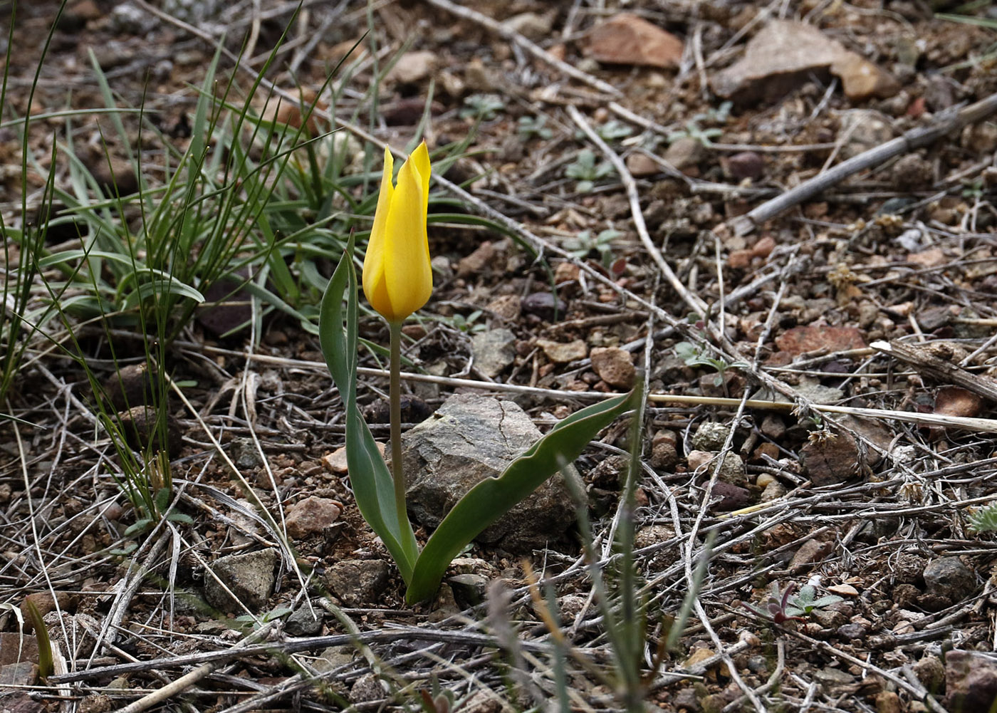 Изображение особи Tulipa ostrowskiana.