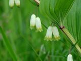 Polygonatum odoratum. Часть побега с цветками. Иркутская обл, Слюдянский р-н, окр. пос. Култук, долина р. Култучная, луг. 17.06.2019.