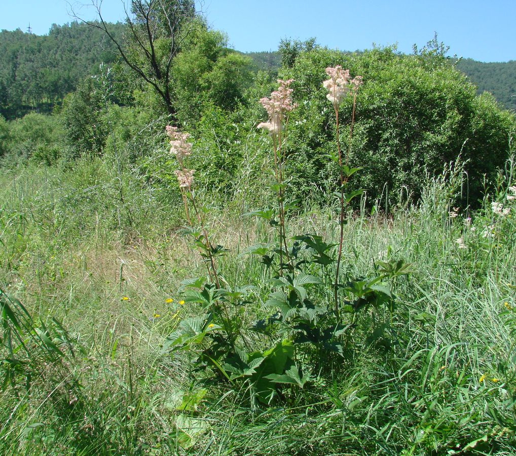 Изображение особи Filipendula palmata.