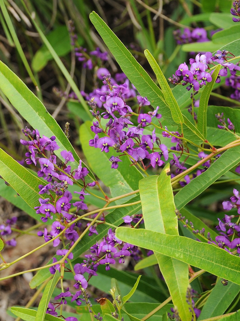 Изображение особи Hovea acutifolia.