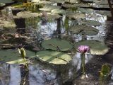 Nymphaea violacea. Цветущие растения. Австралия, северо-западный Квинсленд, национальный парк Boodjamulla (Lawn Hill), маленькое болотце возле р. Lawn Hill; конец сухого сезона (сезон gurreng). 13.10.2009.