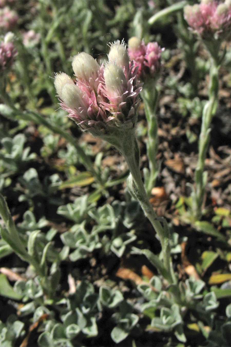 Image of Antennaria plantaginifolia specimen.