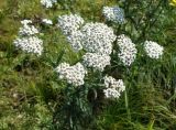 Achillea millefolium. Верхушка цветущего растения. Приморский край, окр. пос. Михайловка, разнотравный луг. 29.08.2019.