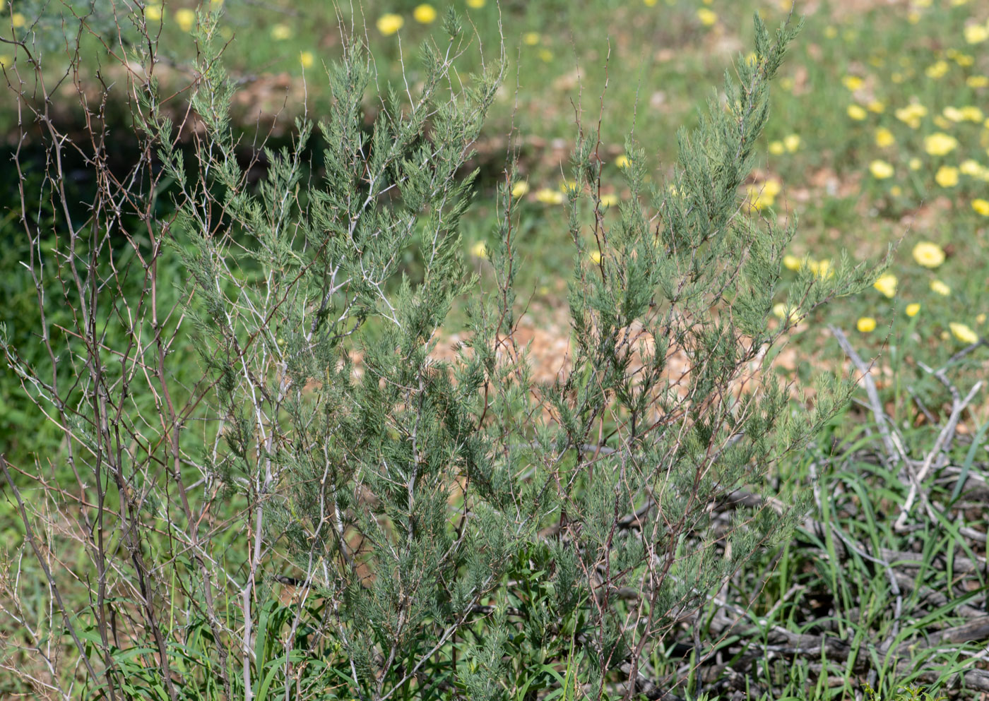 Image of Asparagus nelsii specimen.