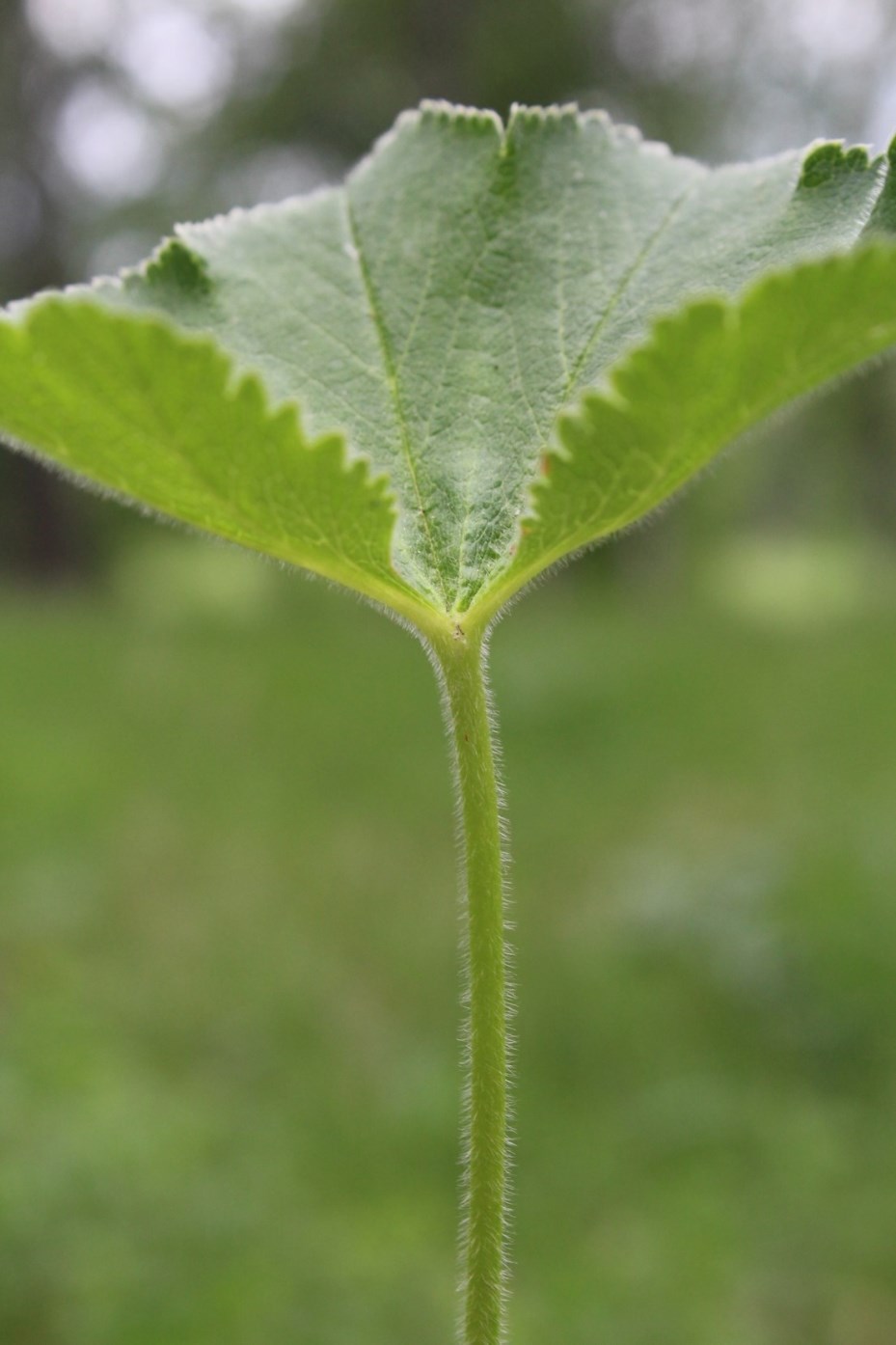 Изображение особи Alchemilla exsculpta.