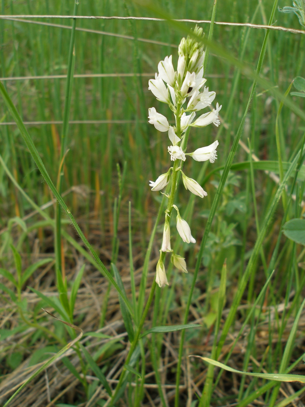 Image of Polygala cretacea specimen.