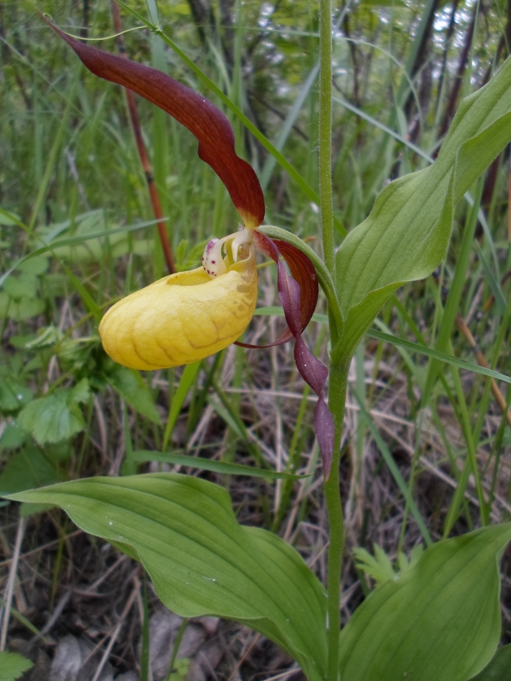 Изображение особи Cypripedium calceolus.