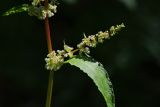 genus Rumex