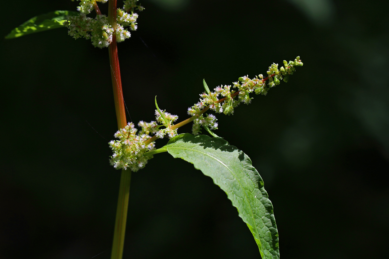 Изображение особи род Rumex.