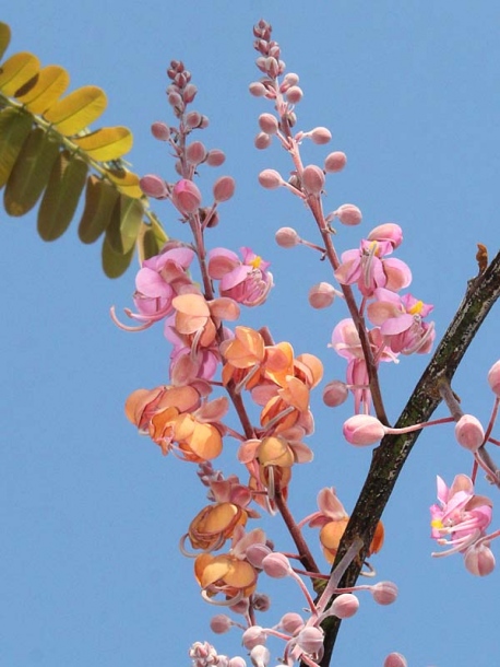 Image of Cassia grandis specimen.