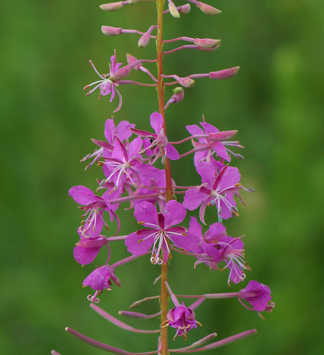 Изображение особи Chamaenerion angustifolium.