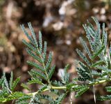 Vachellia hebeclada