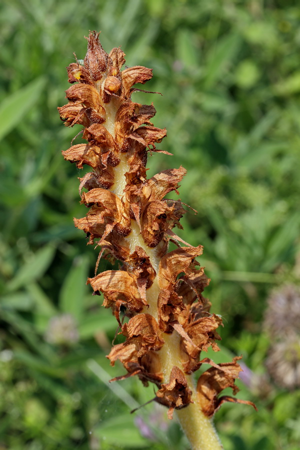 Image of Orobanche bartlingii specimen.