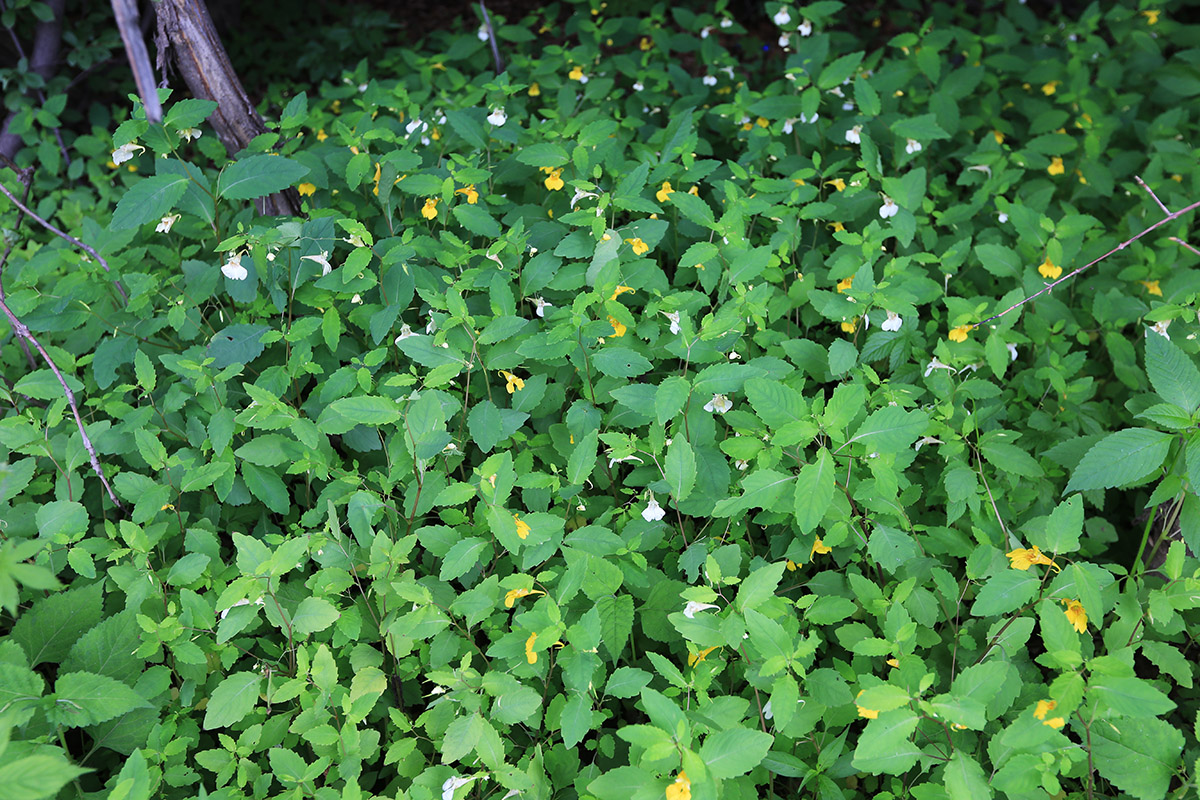 Image of Impatiens noli-tangere specimen.