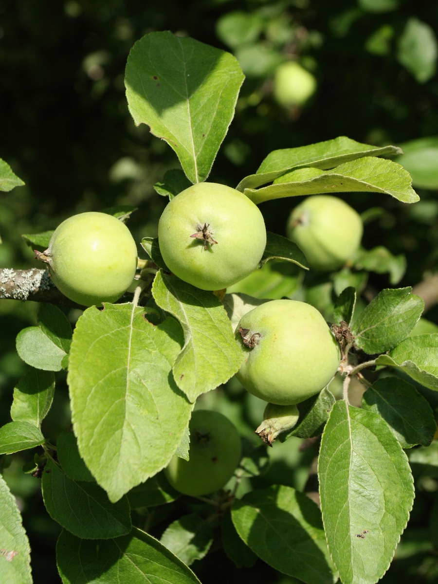 Image of Malus domestica specimen.