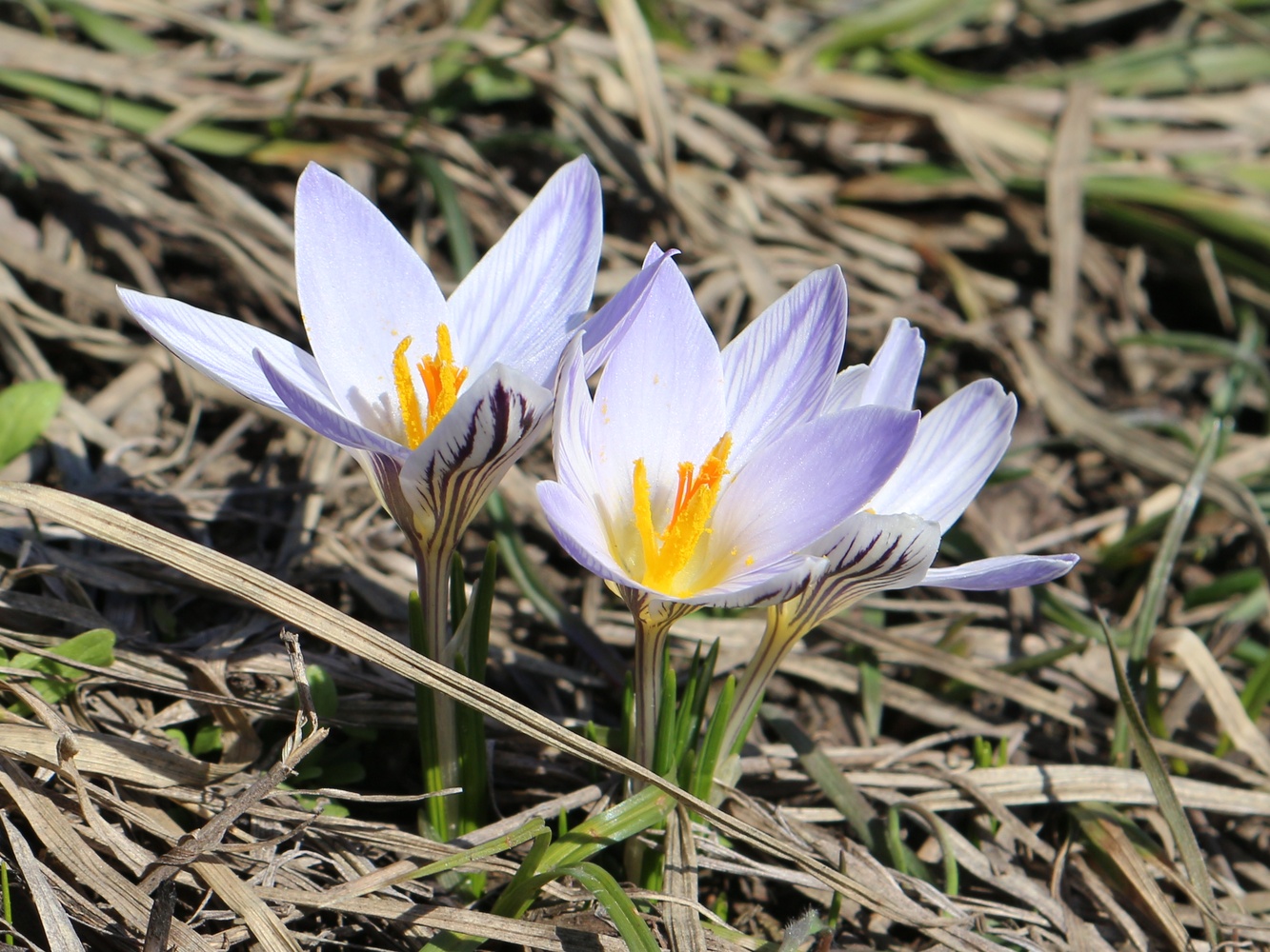 Изображение особи Crocus reticulatus.