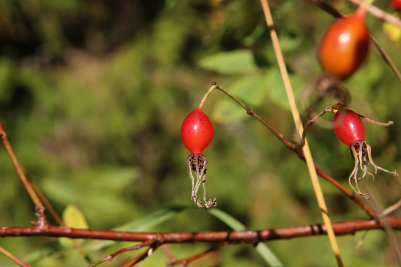 Image of Rosa cinnamomea specimen.