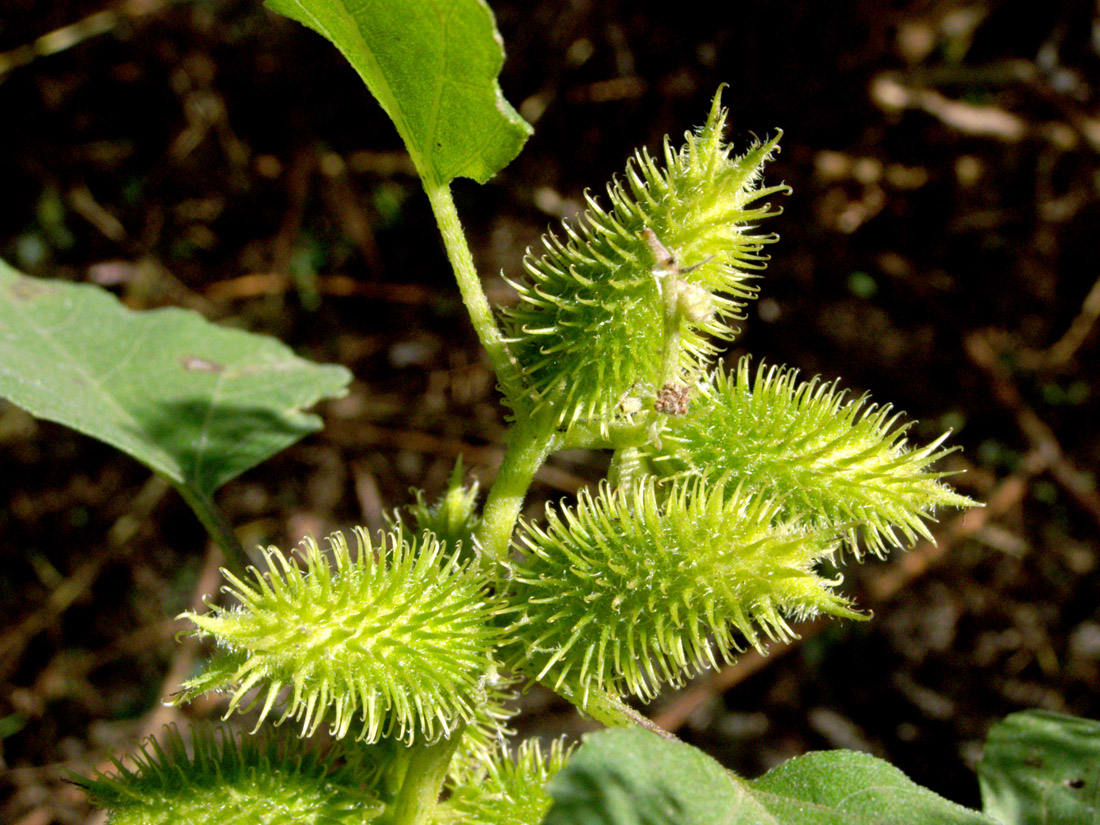 Image of Xanthium orientale specimen.