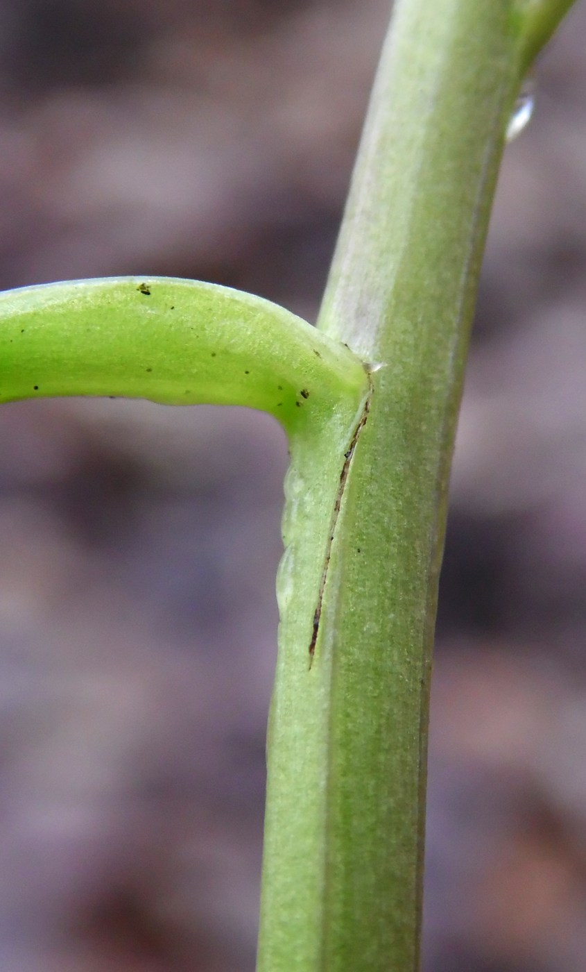 Image of Pachyphragma macrophyllum specimen.