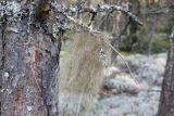 genus Usnea. Таллом на сухой ветви Pinus sylvestris. Костромская обл., Кологривский р-н, левобережье реки Унжа напротив устья реки Вига, хвойный лес (сосна и ель) в 2 км от берега. 4 сентября 2020 г.