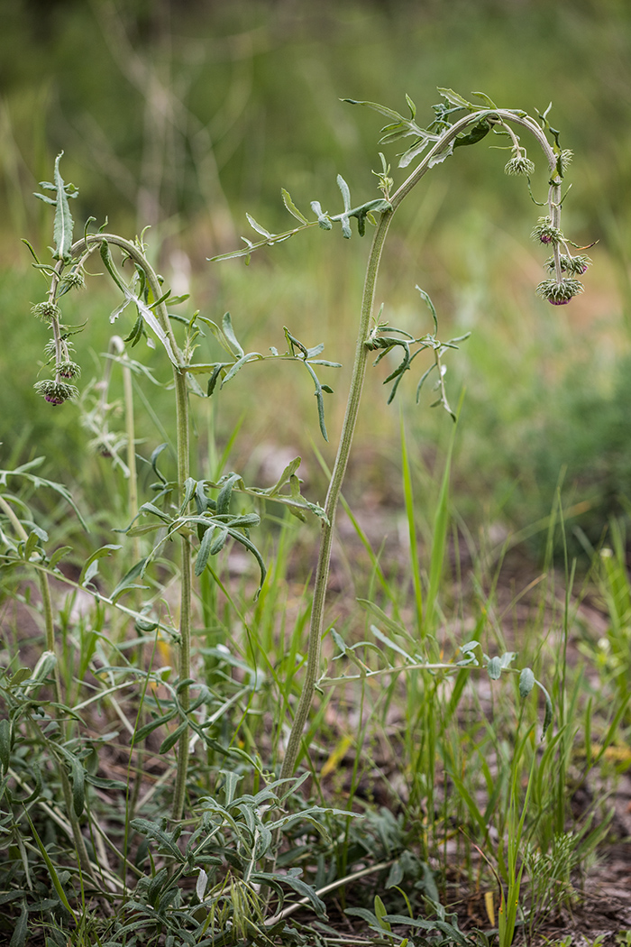 Image of genus Jurinea specimen.