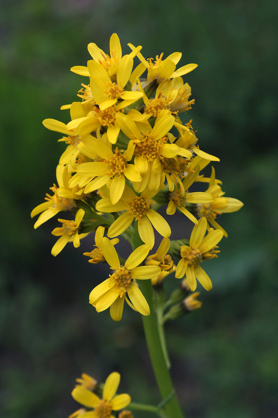 Image of Ligularia heterophylla specimen.