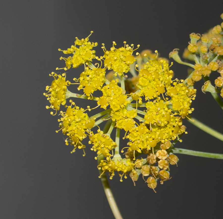 Image of Ferula tingitana specimen.