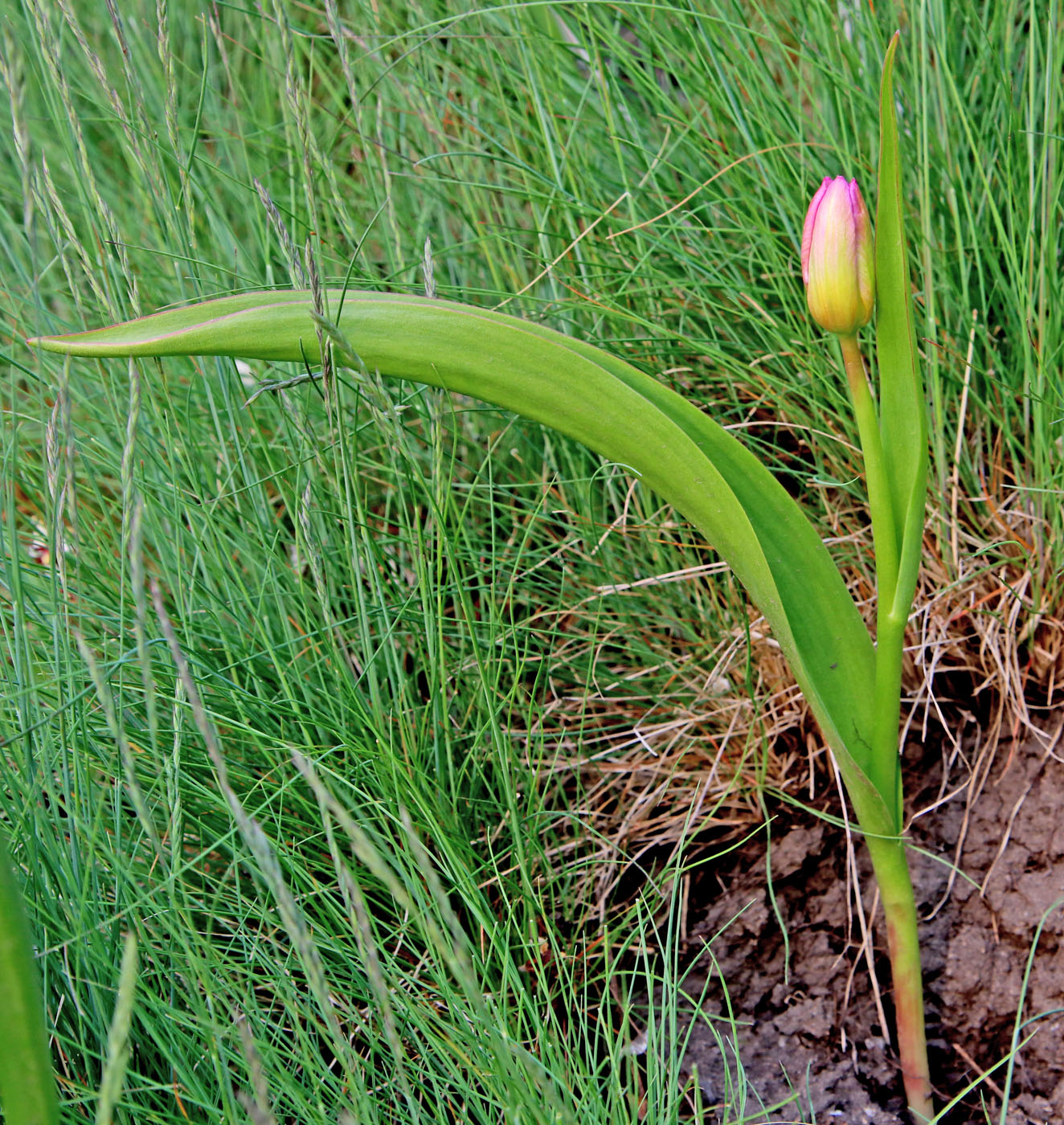 Image of Tulipa saxatilis specimen.