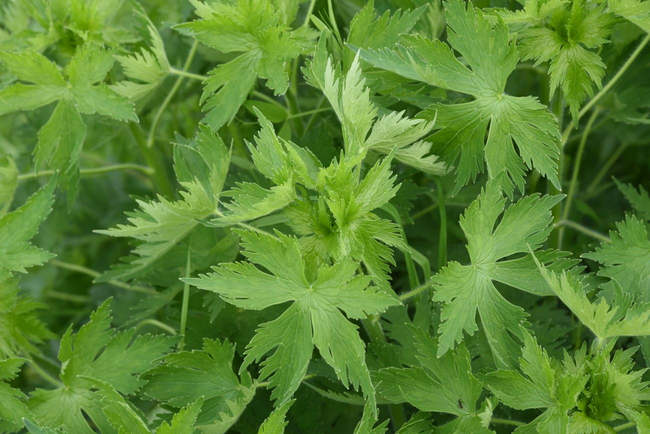 Image of familia Ranunculaceae specimen.