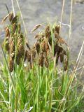 Carex coriophora. Верхушки цветущих растений. Республика Алтай, Кош-Агачский р-н, Северо-Чуйский хр., верховье р. Актру, сырой берег р. Актру. 21.07.2013.