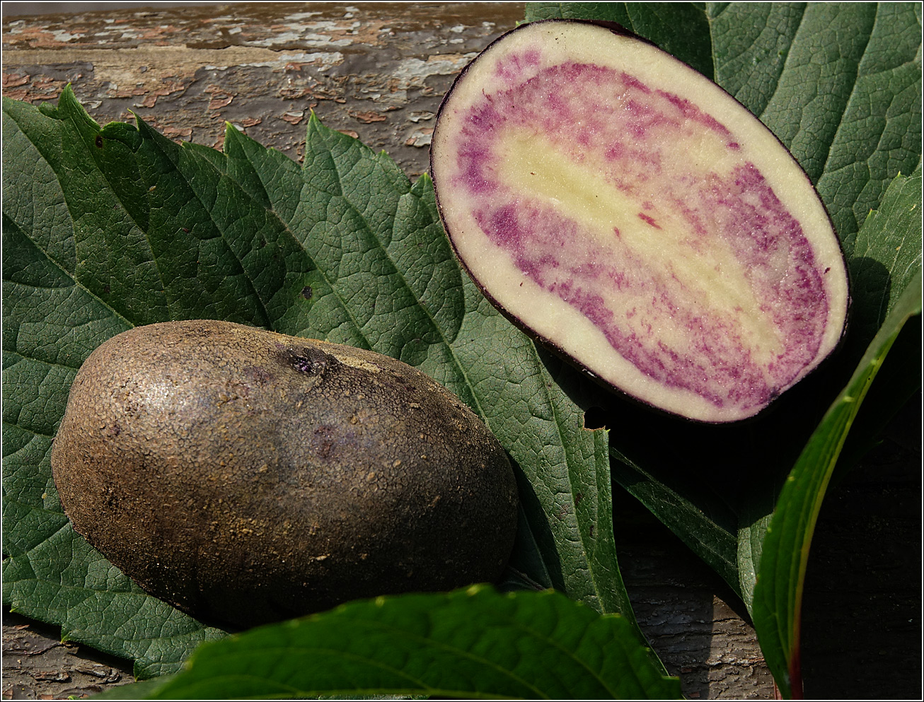 Image of Solanum tuberosum specimen.