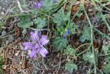 Malva sylvestris