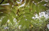 Sorbus commixta. Листья в осенней окраске (видна абаксиальная поверхность). Москва, ГБС РАН, дендрарий. 15.09.2022.