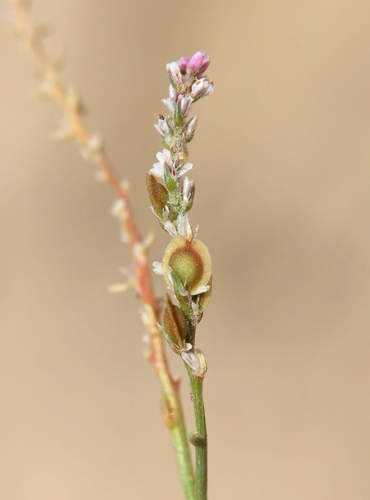 Image of Anthochlamys tjanschanica specimen.