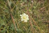 Scabiosa ochroleuca. Соцветие. Республика Алтай, Улаганский р-н, берег реки Башкаус напротив урочища Пука, луг. 8 августа 2020 г.