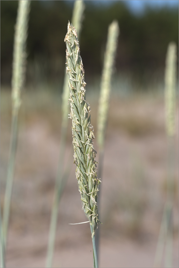 Image of Leymus arenarius specimen.