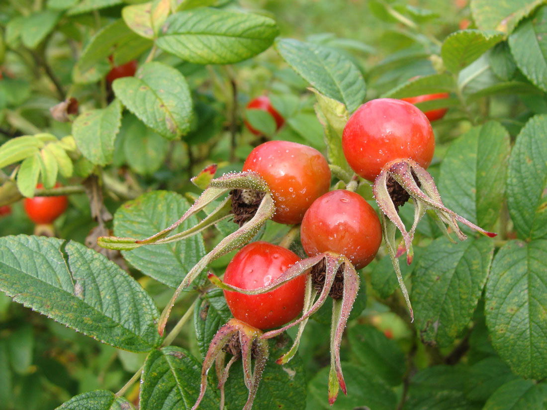 Изображение особи Rosa rugosa.