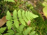 Dryopteris carthusiana