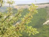 Pyrus elaeagrifolia. Ветви с плодами. Крым, Бахчисарайский р-н, пещерный город. 15 августа 2019 г.