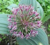 Смотреть изображение Allium nevskianum