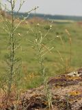 Centaurea pseudoleucolepis. Бутонизирующее растение на гранитной глыбе. Украина, Донецкая обл., Володарский р-н, заповедник \"Каменные Могилы\". 13.06.2007.