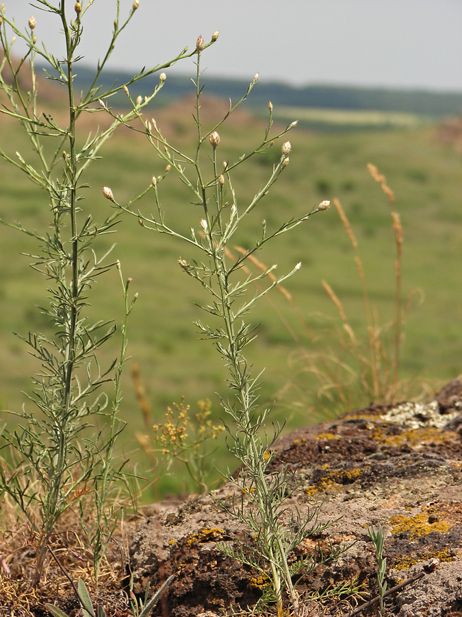 Изображение особи Centaurea pseudoleucolepis.