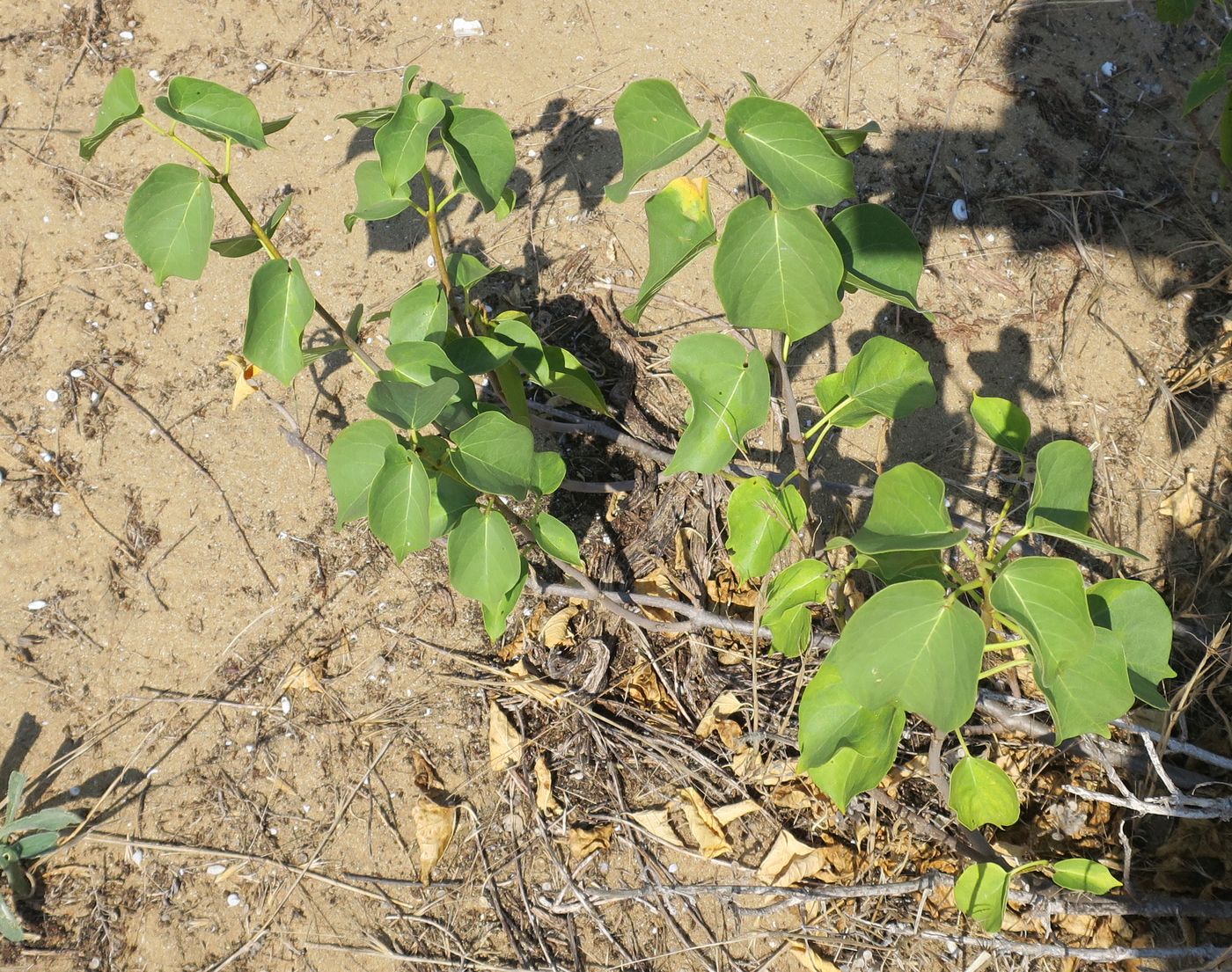 Image of Cionura erecta specimen.