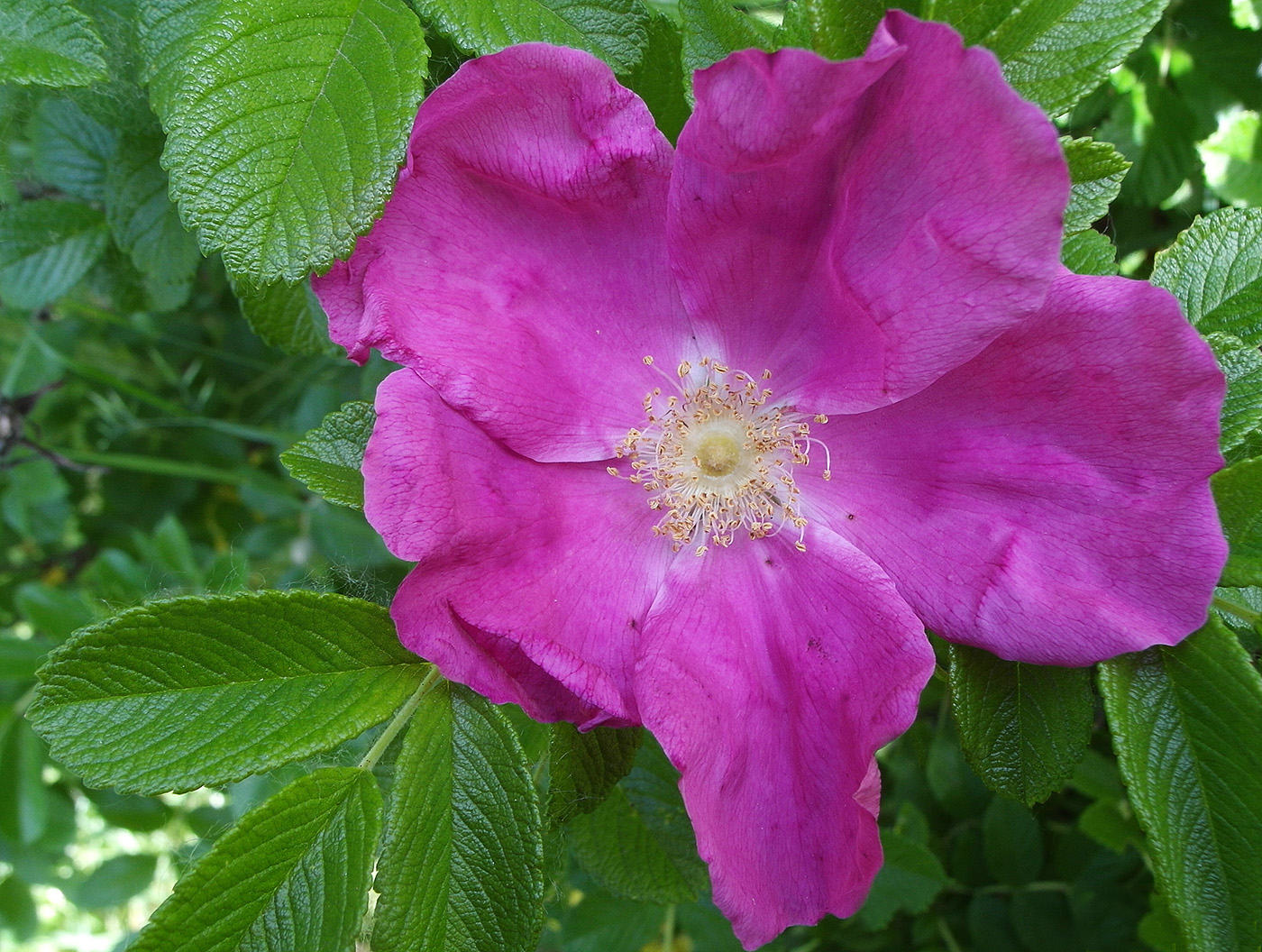 Изображение особи Rosa rugosa.