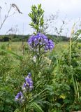 Aconitum sachalinense. Верхушка побега с соцветием с цветками и незрелыми плодами. Сахалин, Холмский гор. округ, мыс Слепиковского, луг. 26.08.2023.