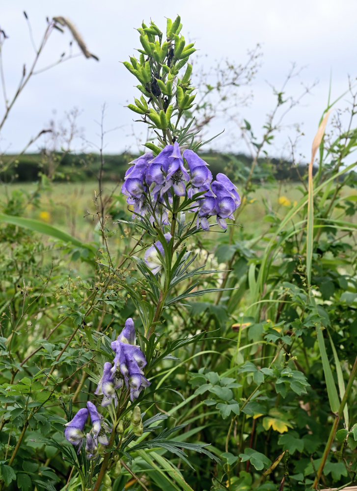 Image of Aconitum sachalinense specimen.